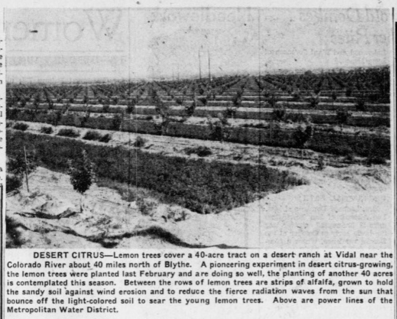 Newspaper photo of lemon trees in even rows across a 40-acre desert tract at Vidal, with strips of alfalfa between the rows and Metropolitan Water District power lines crossing the horizon.